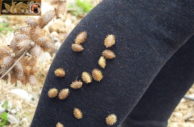 湖北宜昌:苍耳子丛生,粘上路人的美腿!苍耳子是治鼻炎的良药!