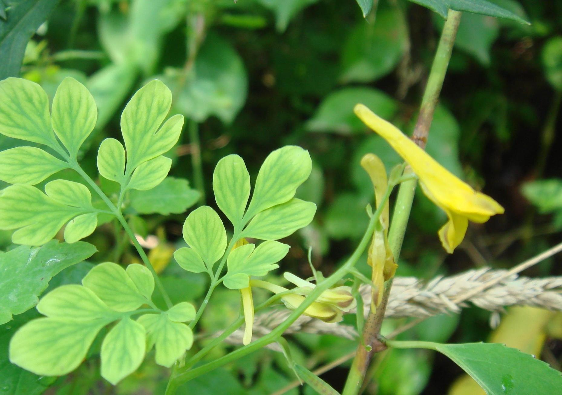 常见植物知识普及——假多叶黄堇