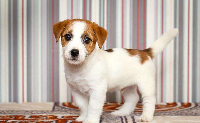 最适合城市养的8种小型犬,不掉毛无异味,不拆家!