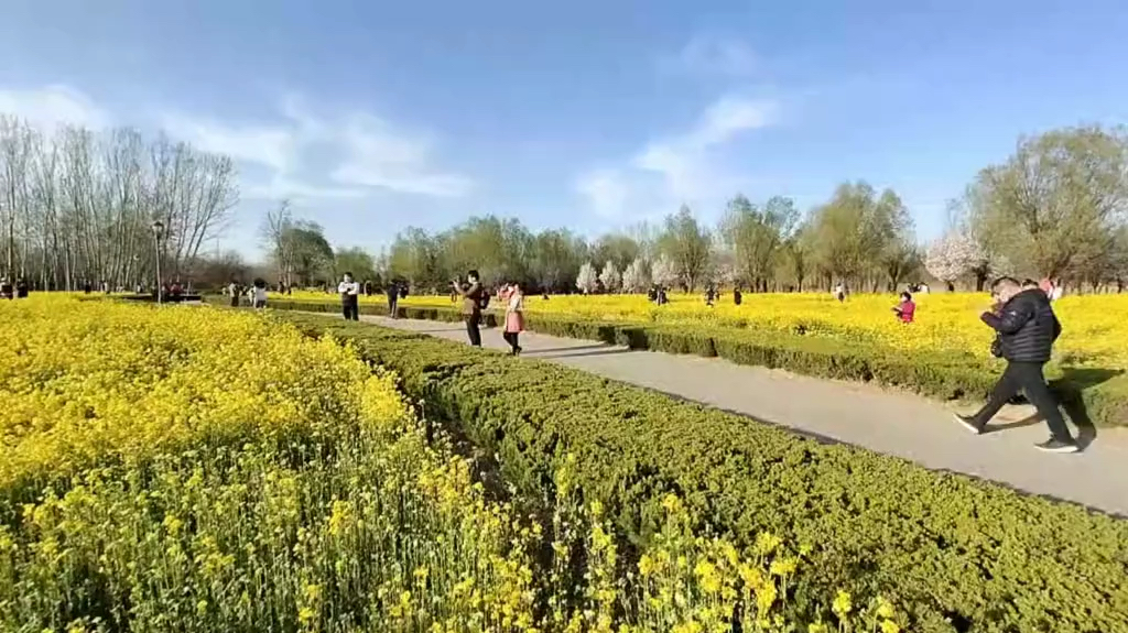 油菜花地,又一个潍坊拍照的好去处