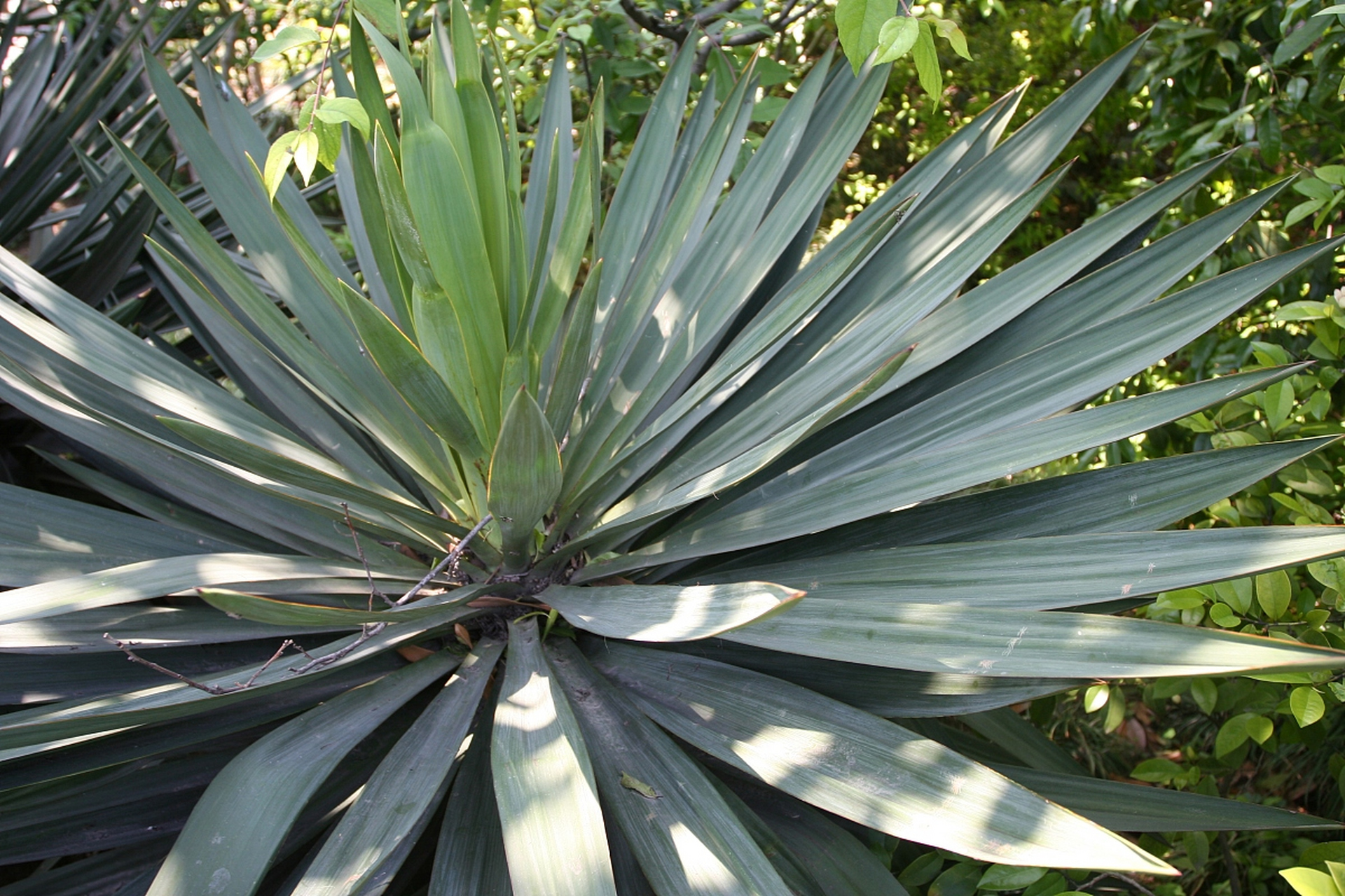 七彩铁树是一种美丽且适合室内养殖的植物.