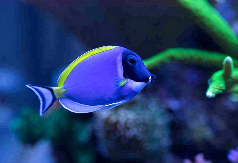 绿龙鱼,藏在草丛里都看不见它.像是移动的水草.