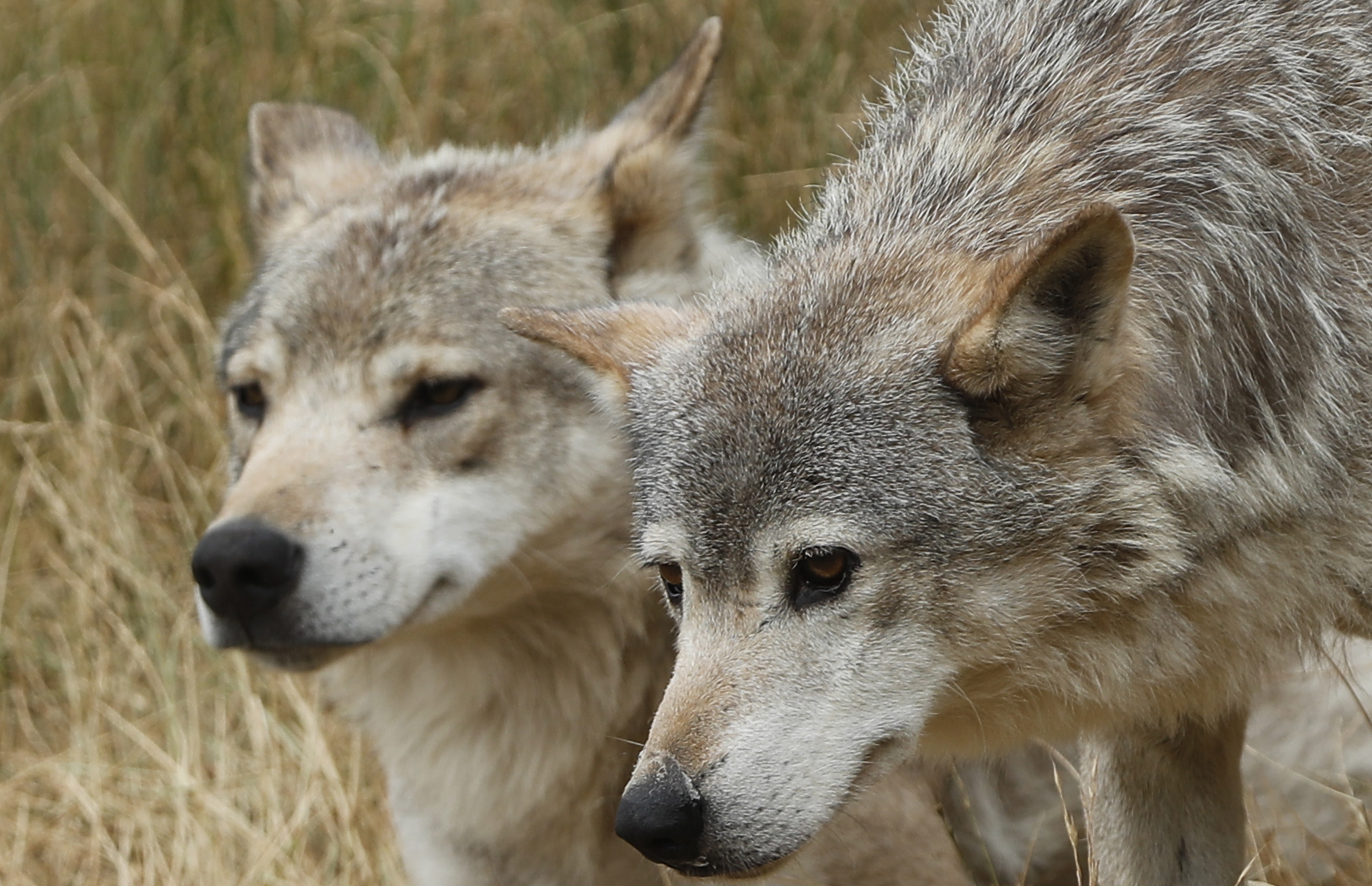 法国公园里的狼(1)