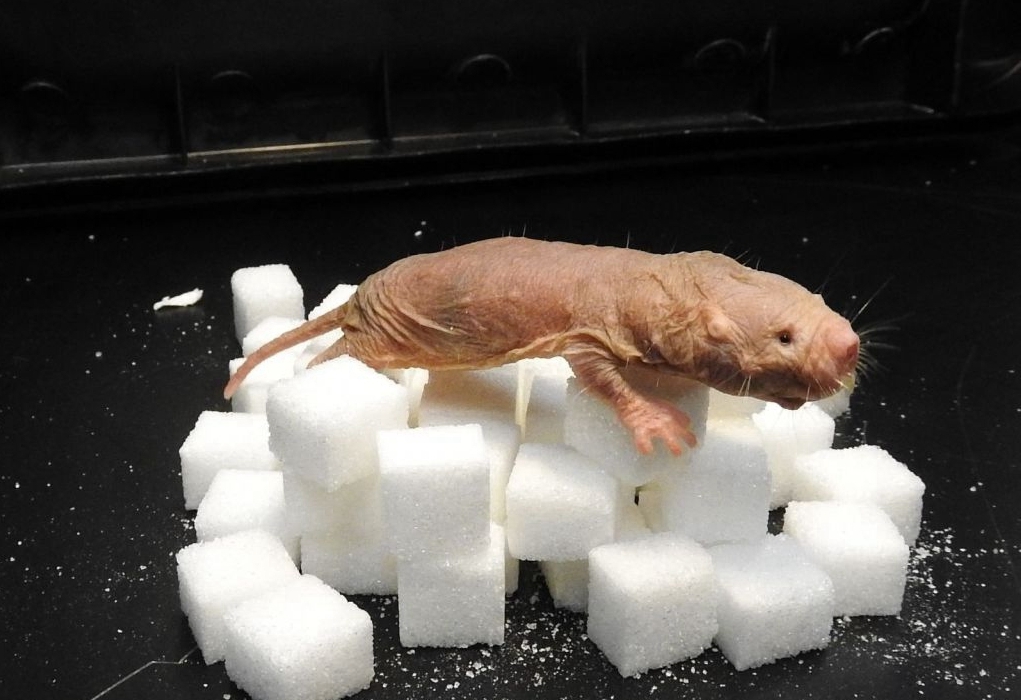 这样一只奇丑无比的小老鼠,可以让人类延长寿命到200岁!