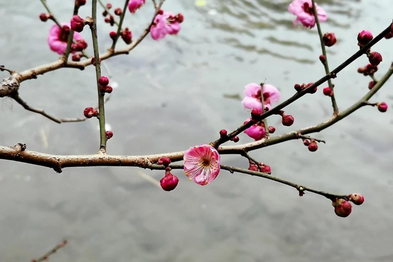 梅花独秀钓江幽