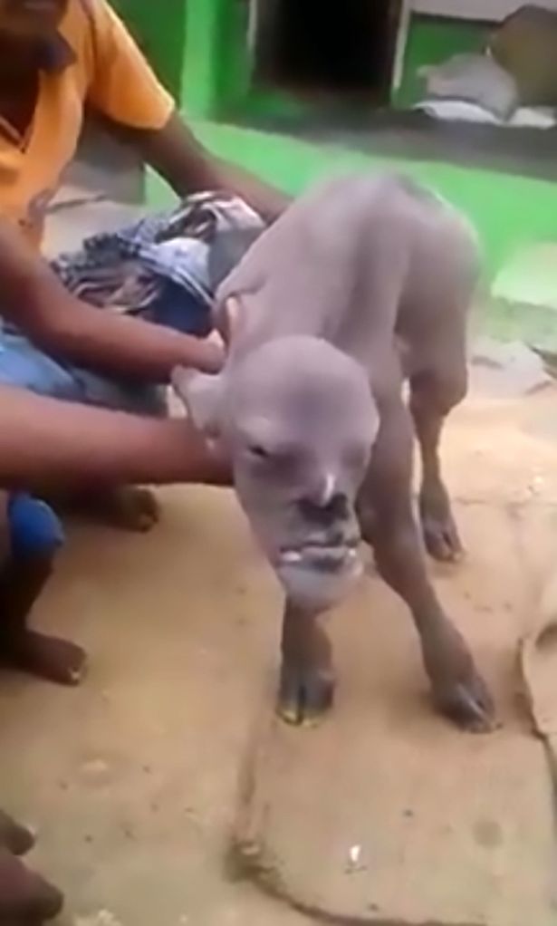 印度人脸山羊视频又火了,虽然是真实的,去年外国网友拍摄的