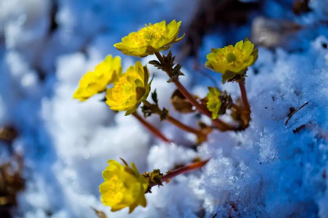 听,冰雪中的小精灵,冰凌花开了