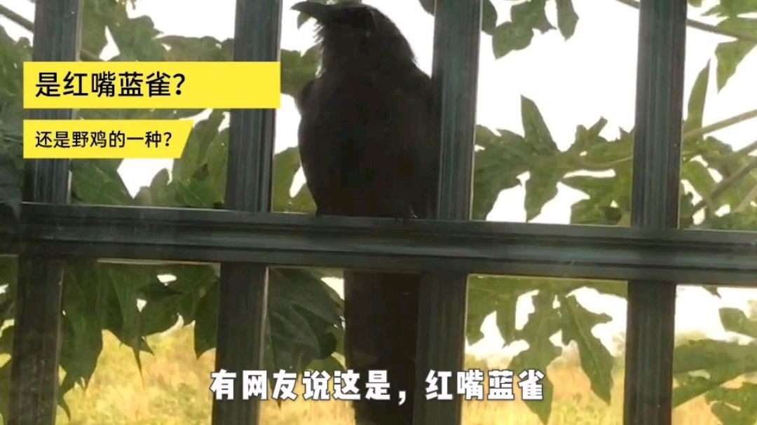是红嘴蓝雀,还是野鸡的一种?