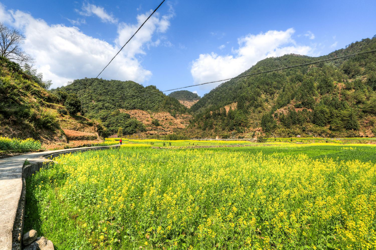 浙江开化油菜花风景实拍