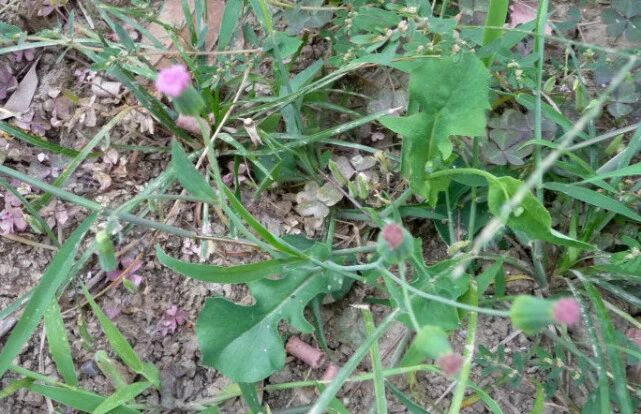 老农叫它"假芥兰",是价值珍贵的良药,以前采来当猪食,真奢侈