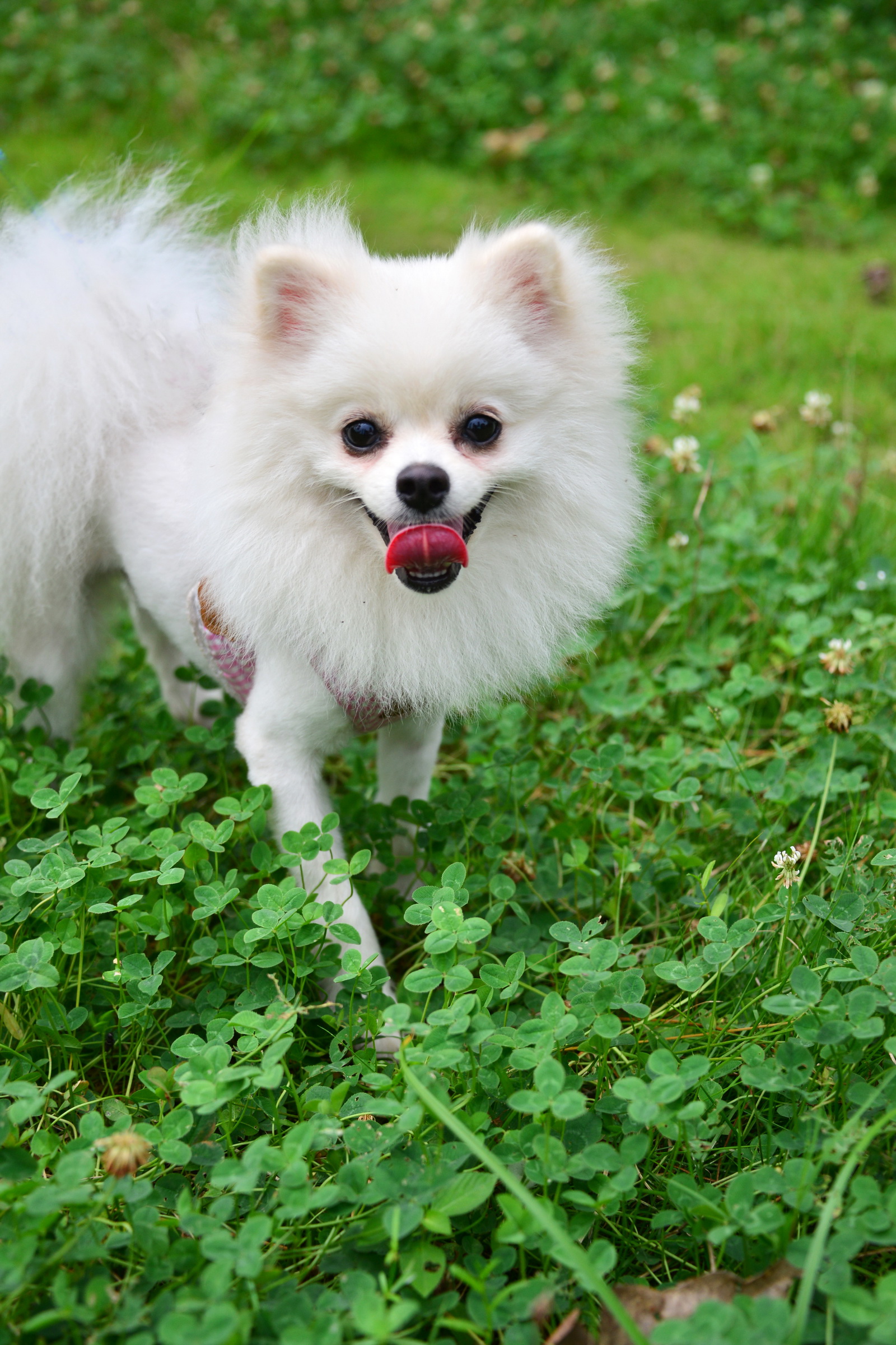 博美是一种紧凑,短背,活跃的玩赏犬