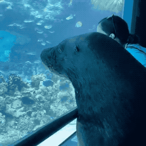 海洋馆闭馆时工作人员带着海狮出来溜达,去找其它的鱼邻居串门