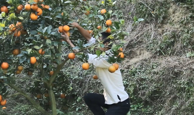 农村男子在野外摘橙子做橙子饭,连小孩看了都忍不住吃
