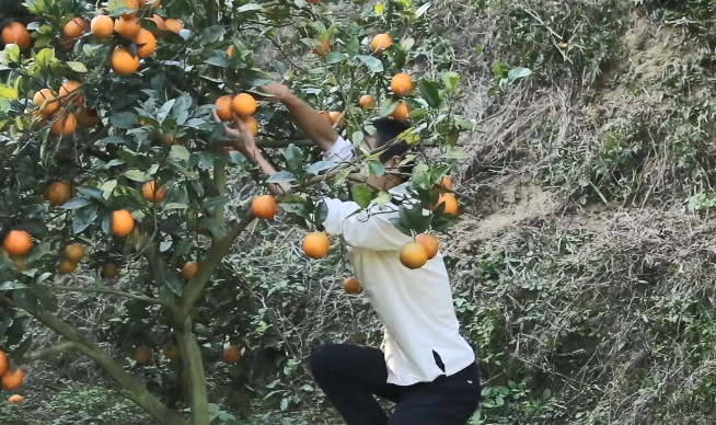 农村橙子 换人图片