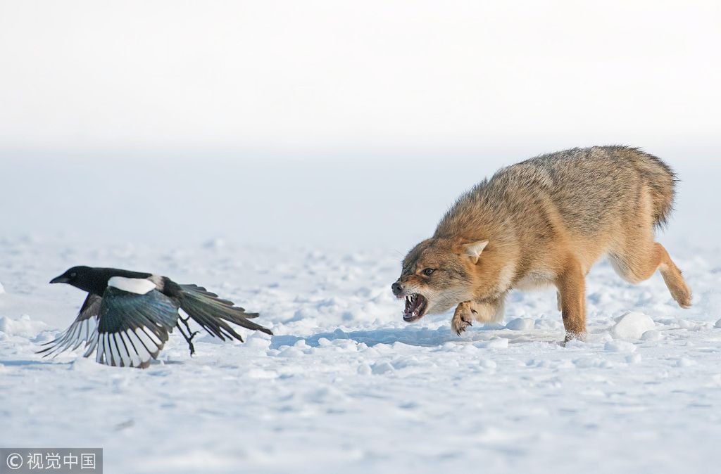 保加利亚:野生胡狼雪地捕猎喜鹊 尖牙利齿目露凶光