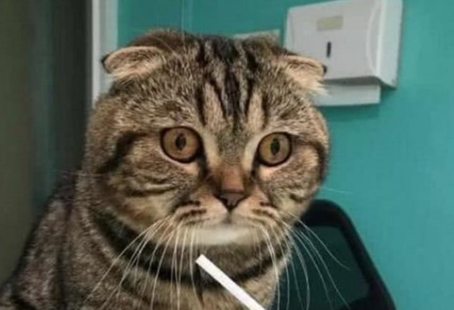 早起上厕所一出门就对上猫主子惊慌失措的脸,这一幕让主人绝望