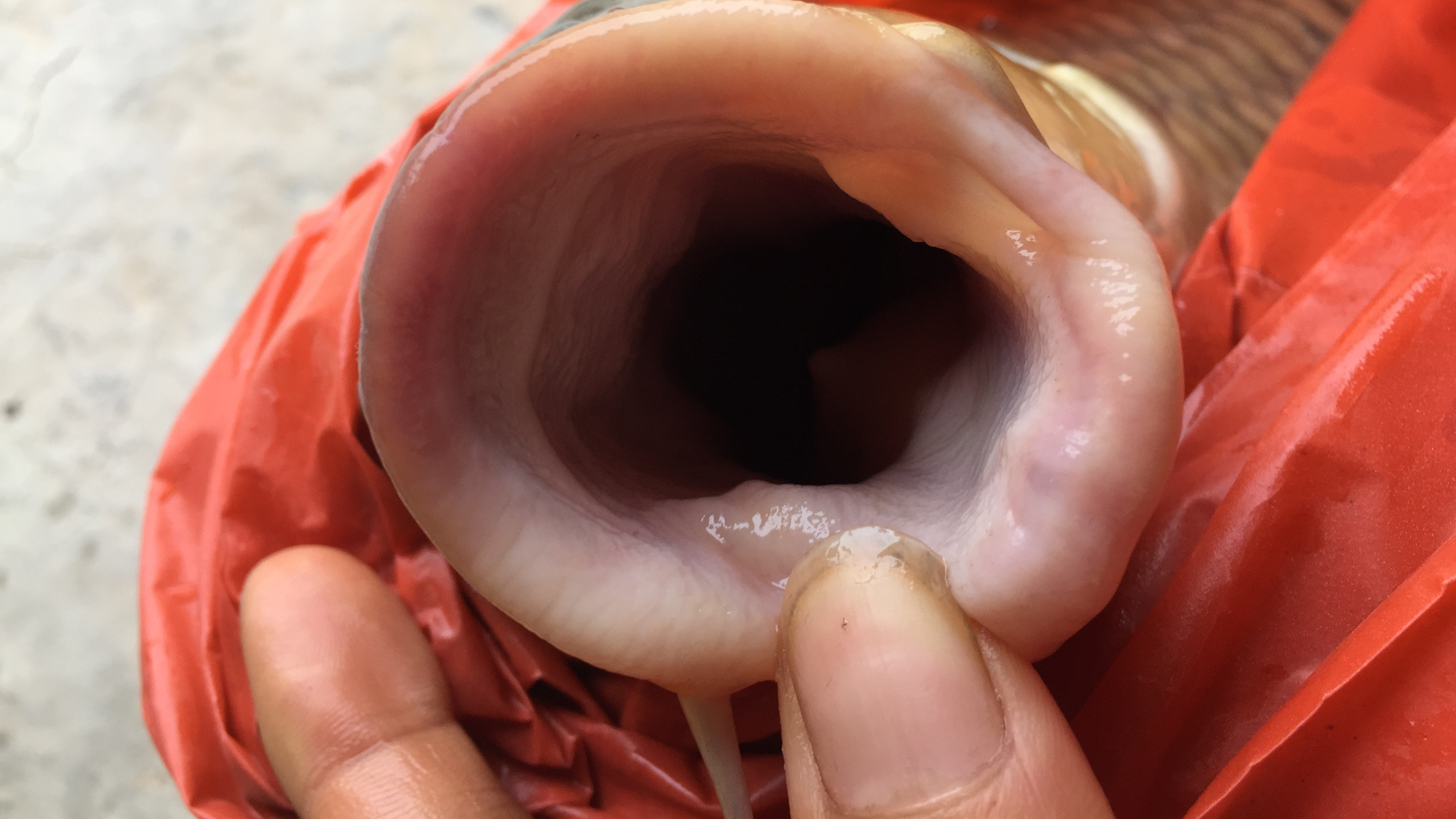 9斤多一条鲤鱼,嘴巴好吓人,鱼蛋有三斤多重