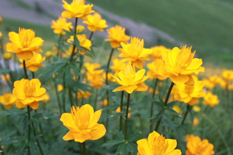 有佛缘的花——金莲花