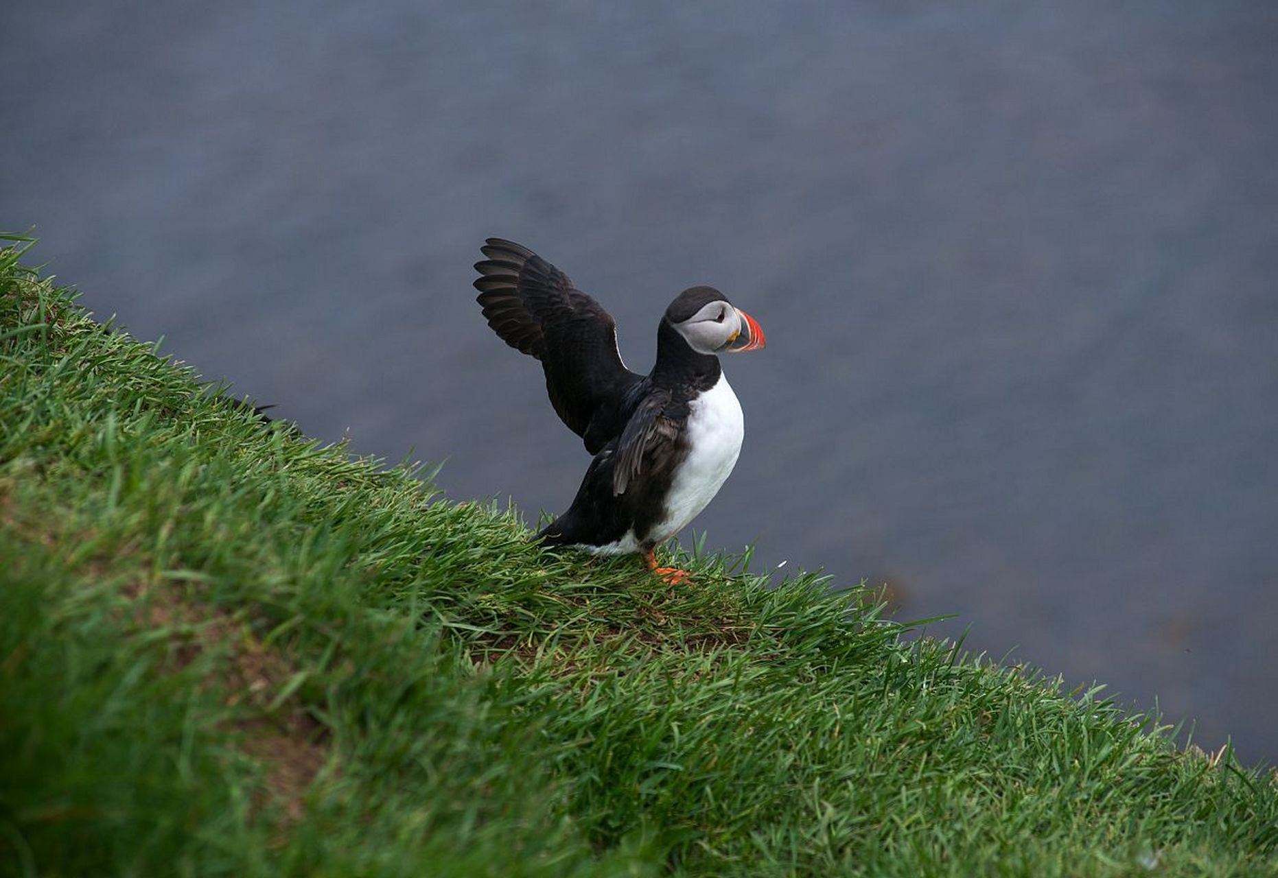 海燕,展翅翩飞哦～#动物趣图