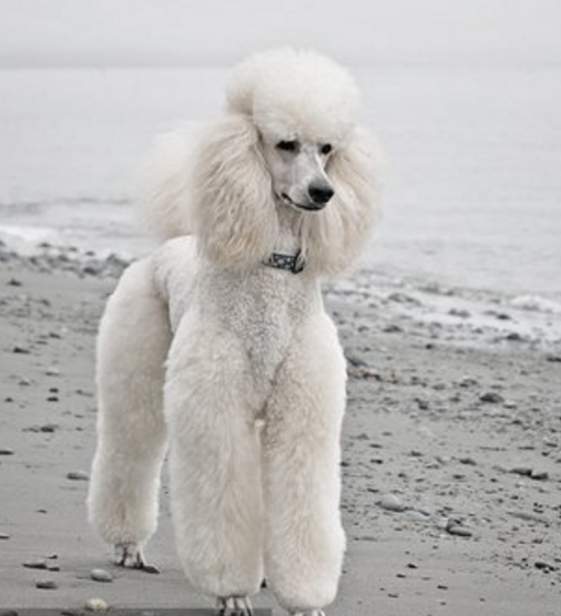 大家知道文学作品里的贵兵犬是什么样子的嘛