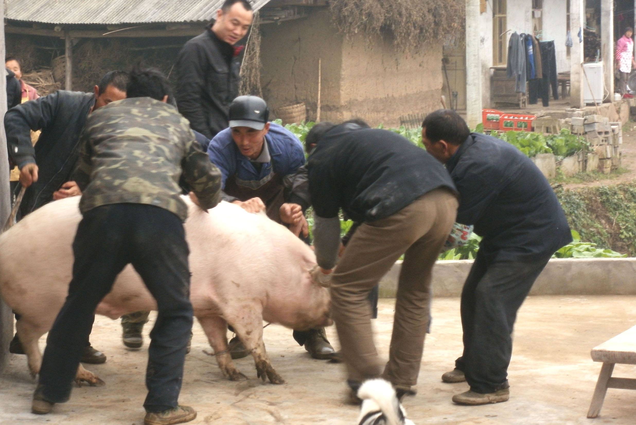 卖猪要留心,里面学问大着呢,不长点心下一个被骗的可能就是你!