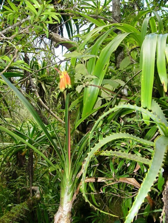 相信你一定没见过的野生君子兰