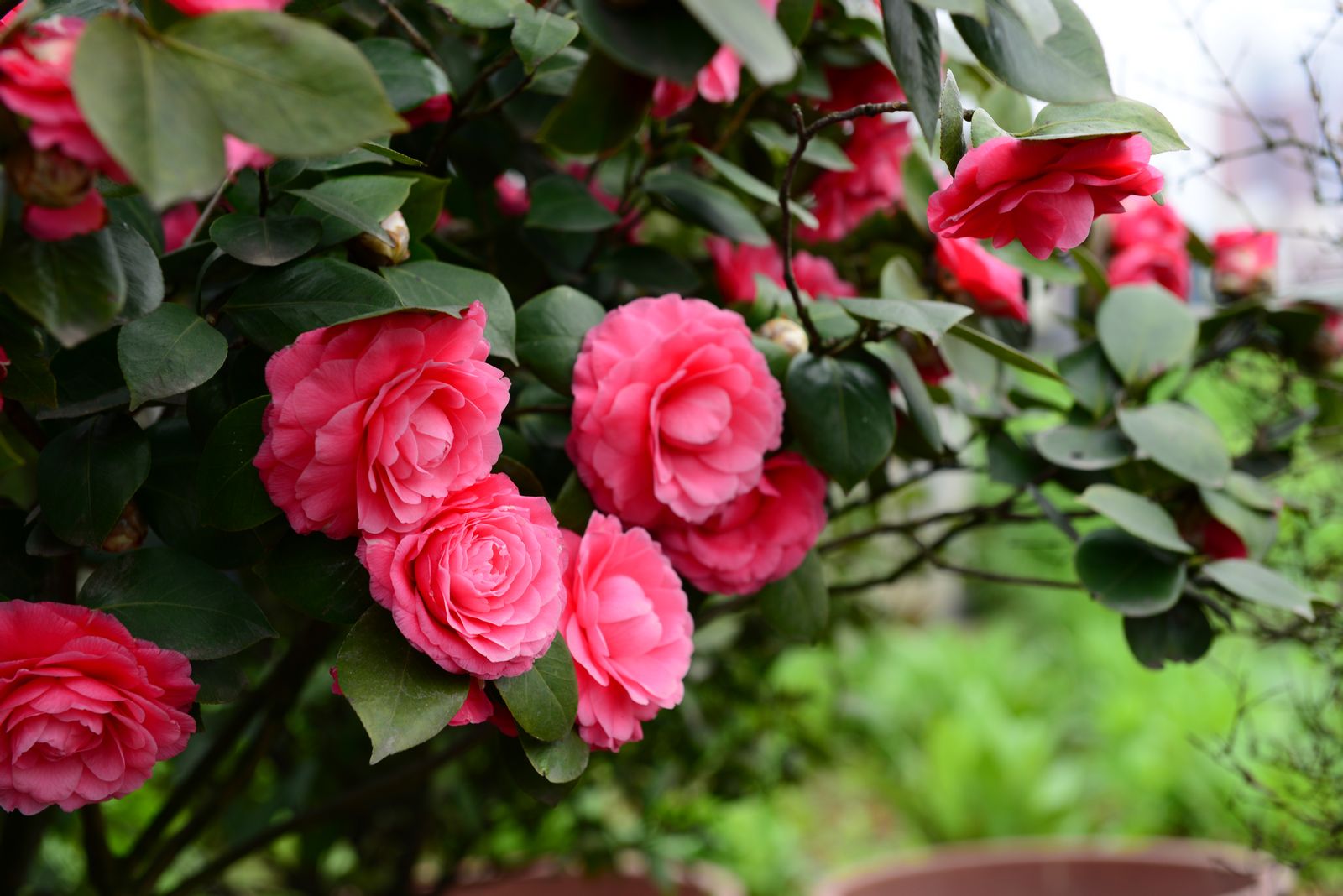 立秋啦,茶花怎样养护才能开花更美?