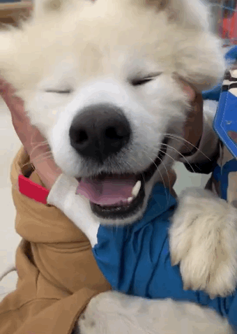 萨摩被用铁丝拴在路边,我这么爱笑,你为什么不要我了