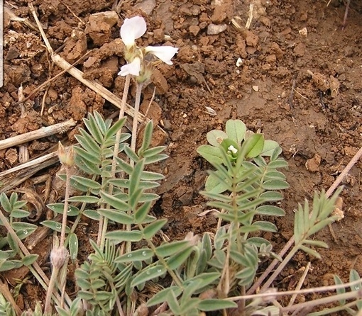 狭叶米口袋你真的了解吗?狭叶米口袋知识科普