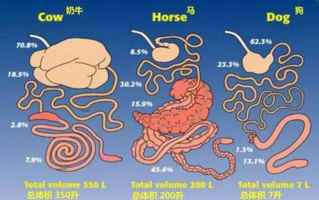 牛和羊都是靠胃来消化食物的,而马却完全不同!差别在哪儿?