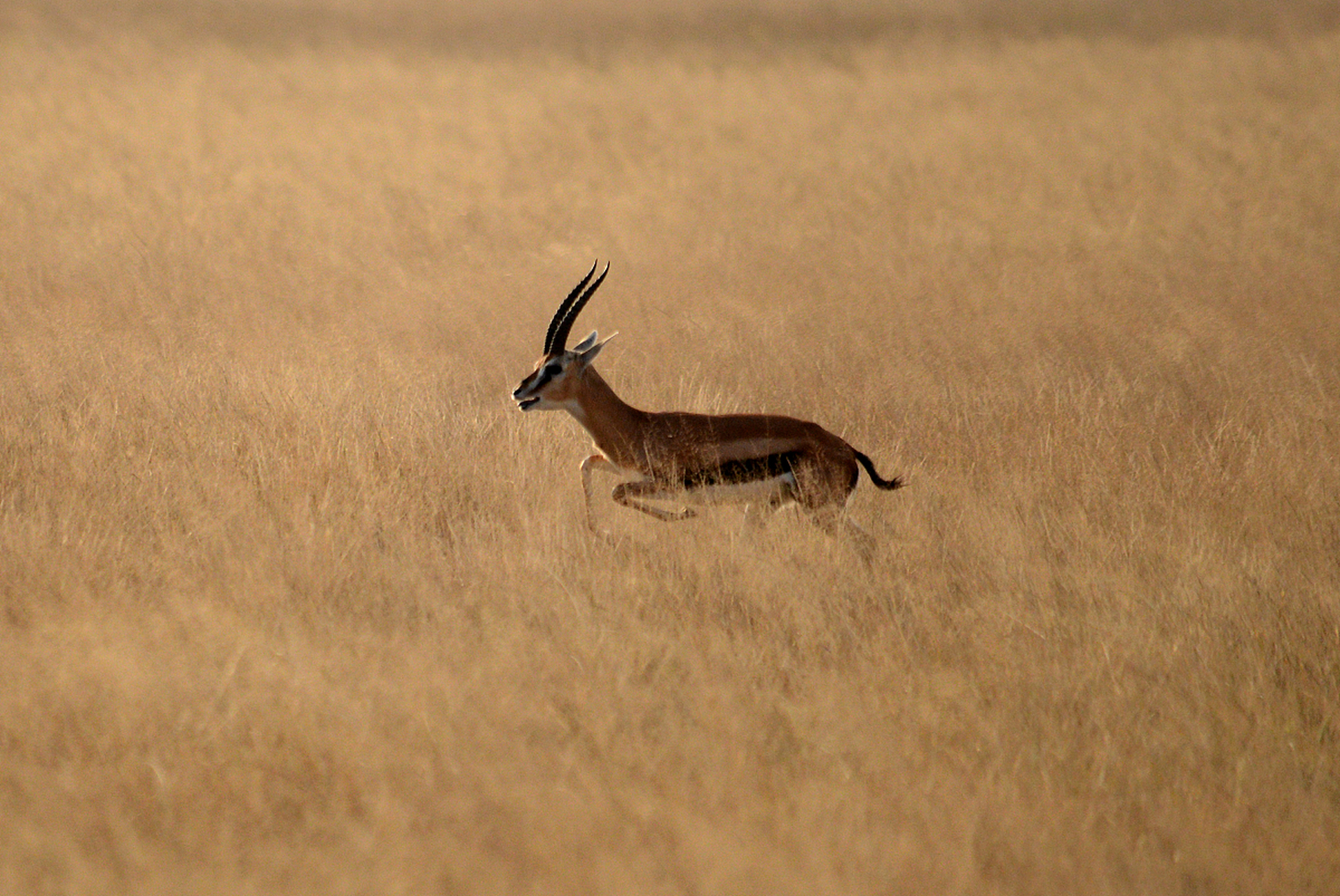 高原精灵,奔跑的羚羊.#动物趣图