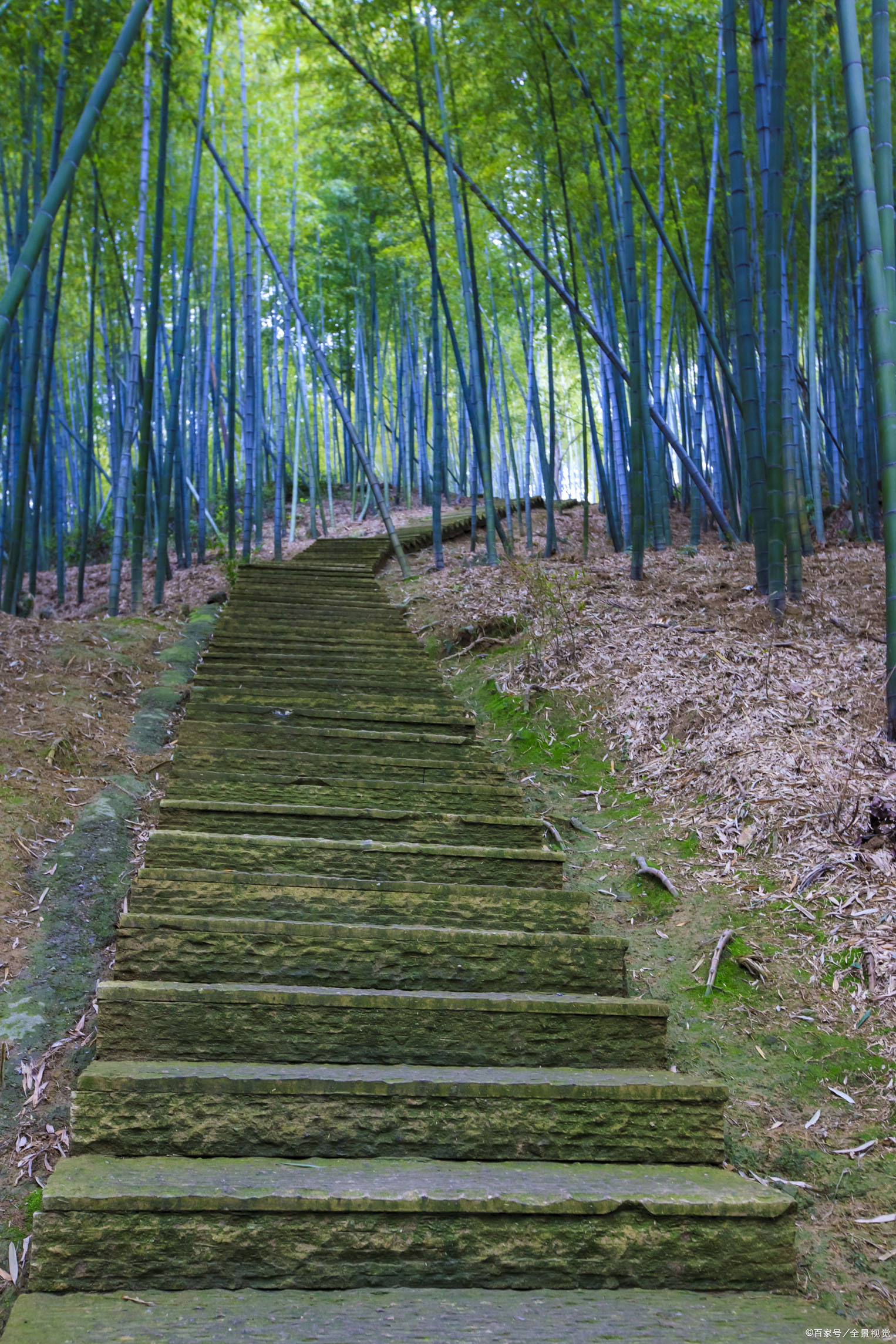 福建永安:竹子开花,很少见