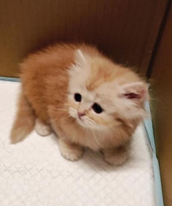 纸箱藏着两只幼猫没人要,四个月后模样大变,橘猫变成仙气灰猫!