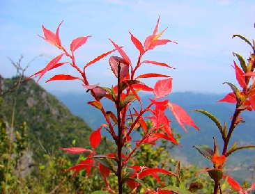 刘禹锡一首诗乐观豁达,芳林新叶催陈叶,流水前波让后波