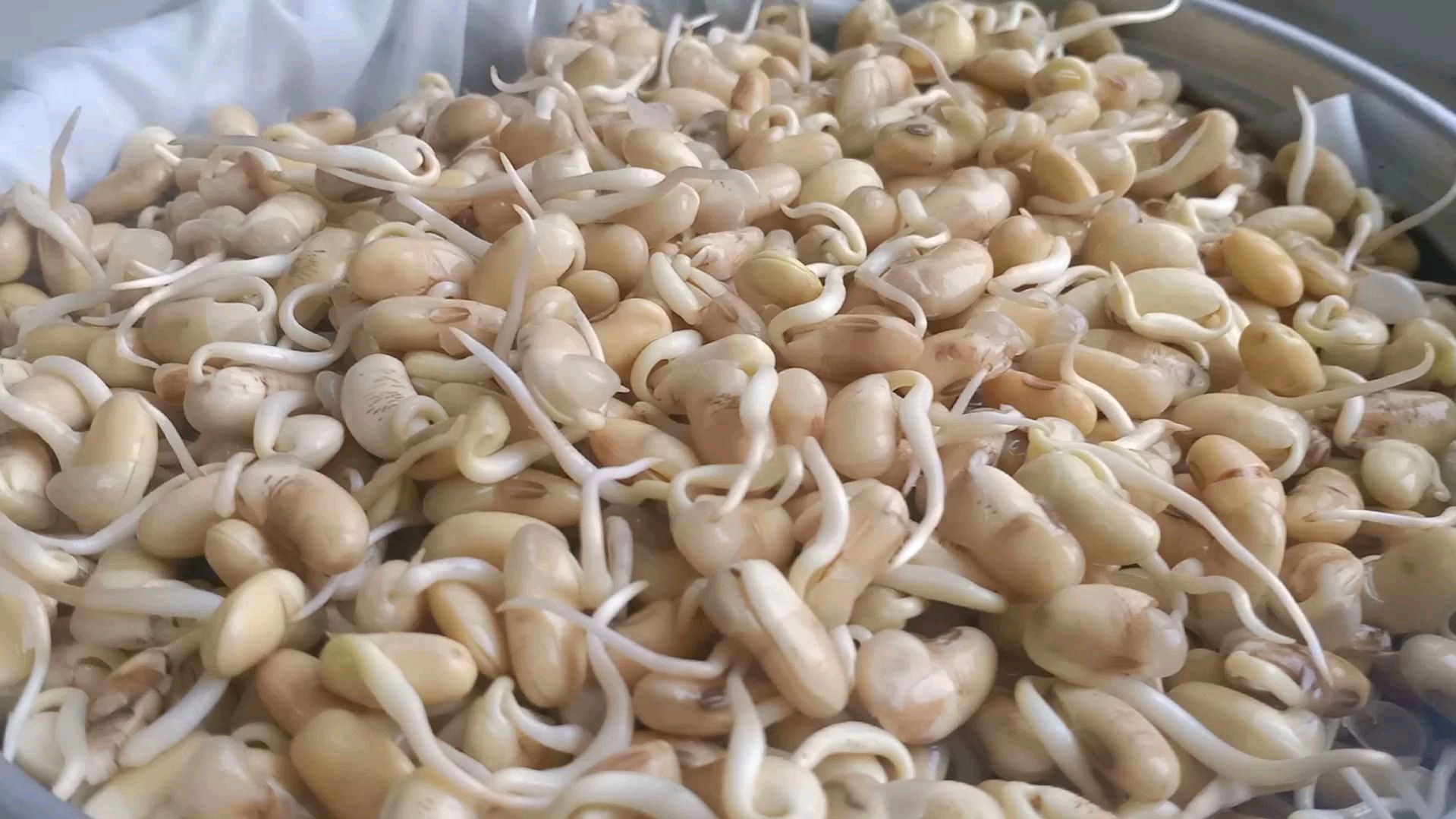 吃黄豆芽不用买,在家教你怎么发,营养又健康