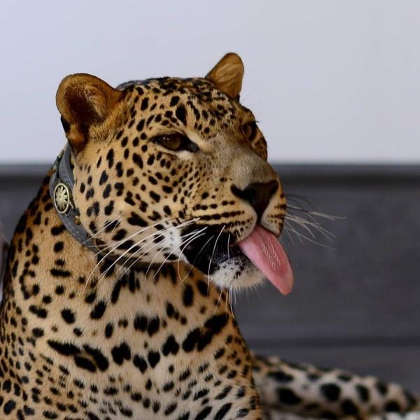 收养马戏团退休猎豹,年纪不小还有白内障,主人往死里宠