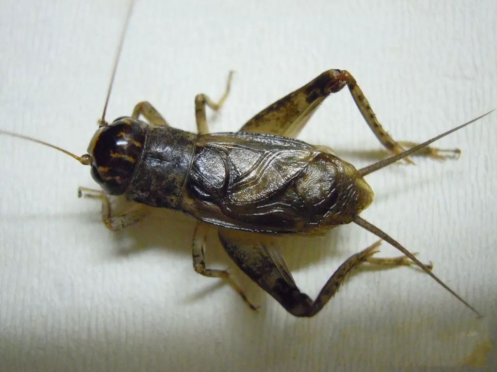 蟋蟀鞘翅图片图片