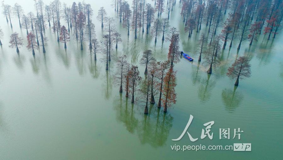 安徽庐江:"生态名片"入画境