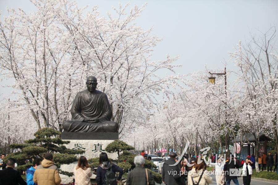 3月26日,游客在扬州市鉴真路上"樱花大道"赏樱(无人机拍摄.