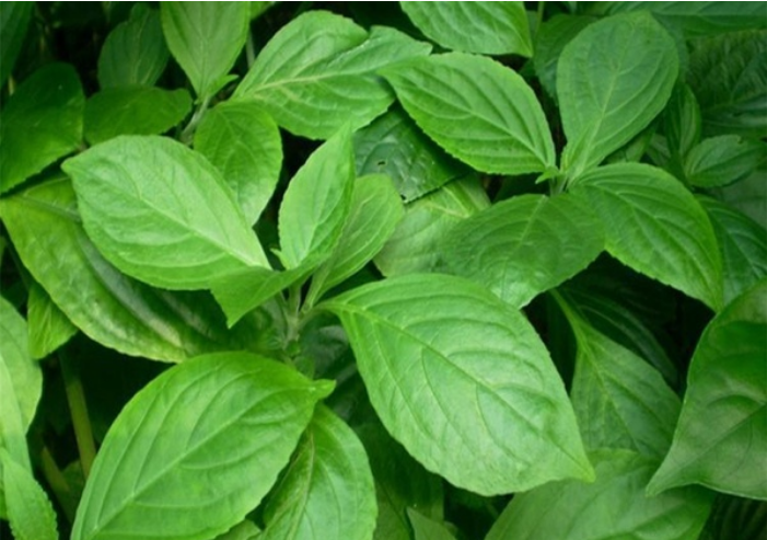 兔兔说种植,"青黛"的高产栽种办法与养护管理小知识