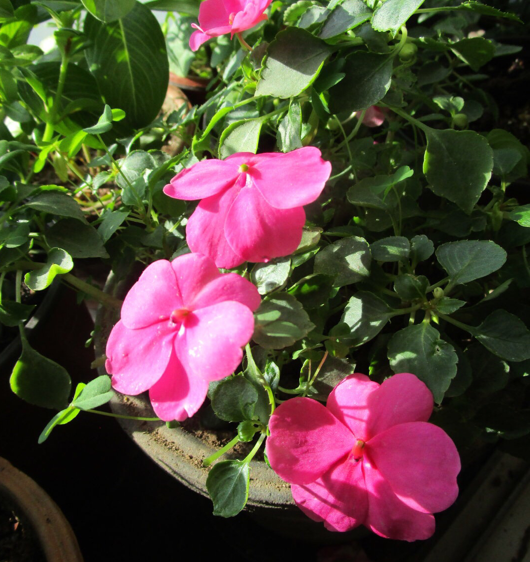 阳台上就养一棵"它",插枝生根,全年都开花,一棵繁殖20棵!