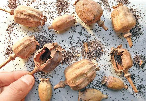 罂粟壳当调料可使人上瘾,危害人体健康!你还在用吗?