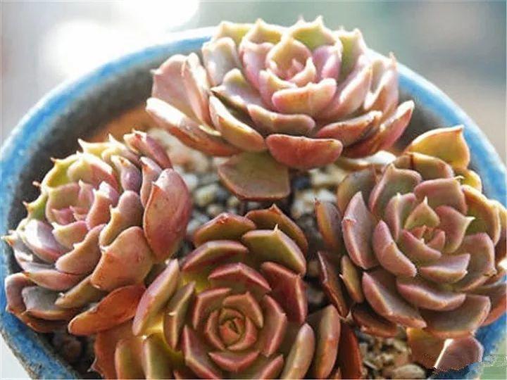懒人养的"玫瑰"多肉,浪漫又可爱,养好几年都不凋谢!
