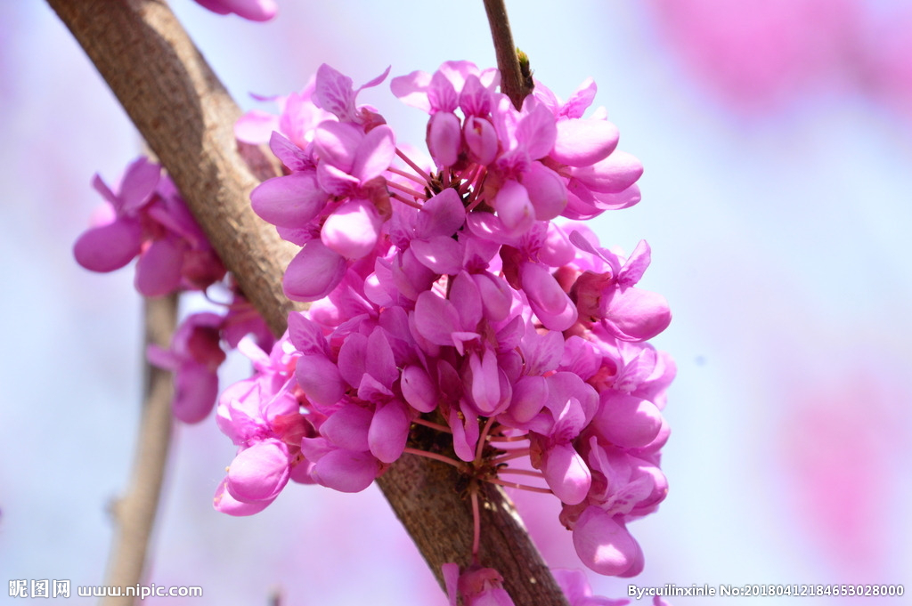 美文:人生,要趁早,自我救赎,趁现在,绚丽突围,华丽前行!