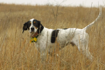 成为最佳猎犬的10个品种,善于狩猎的它们,都具备哪些