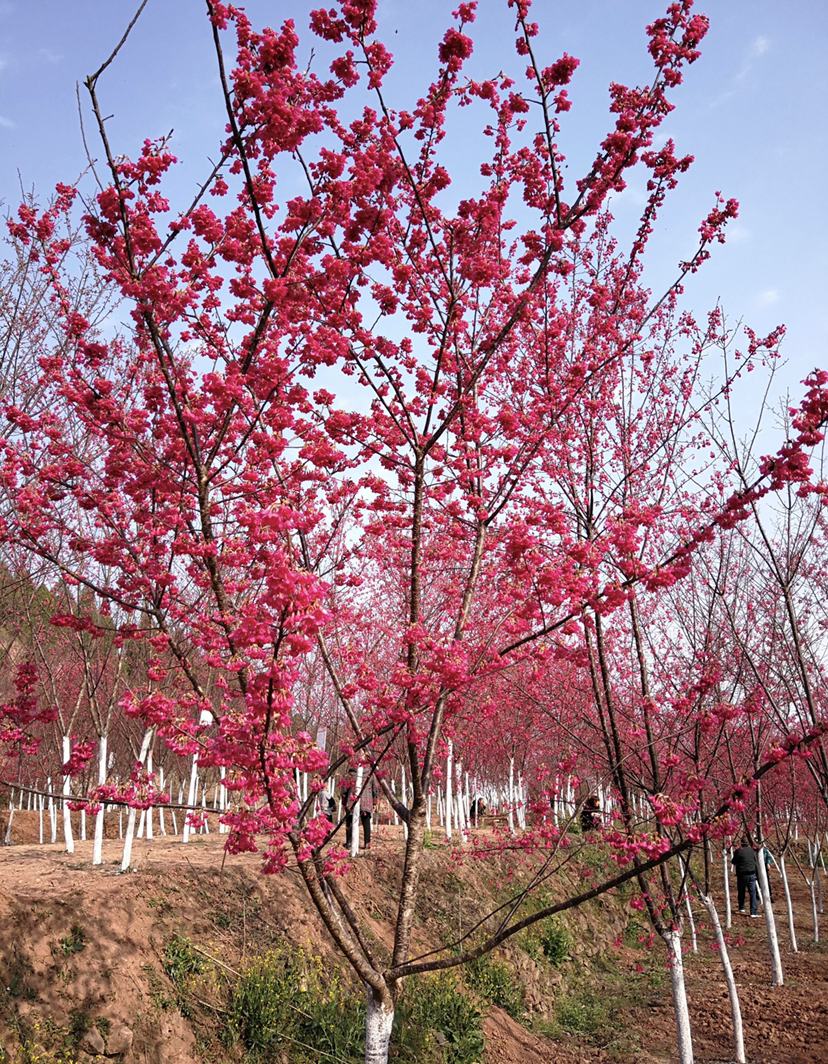 中国红樱花产地图片
