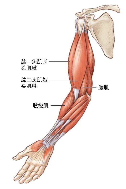 muscletech告诉你如何徒手锻炼手臂-肌肉科技