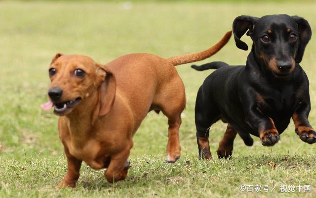 腊肠犬的形态特征,你究竟了解多少?