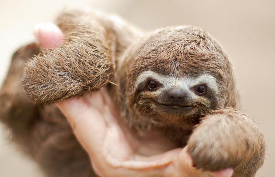 5种极为罕见的物种,第3种是中国独有,近乎灭绝