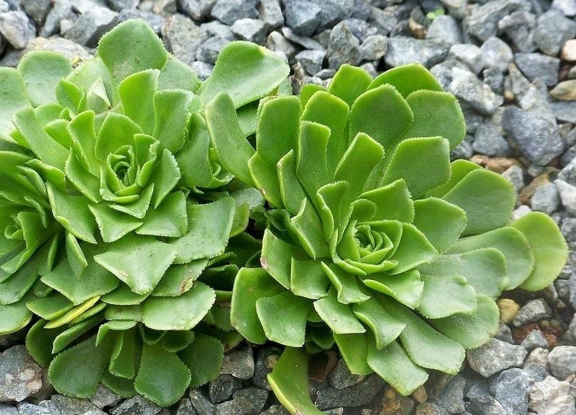 瓦莲属知识免费科普,看一看你了解多少?